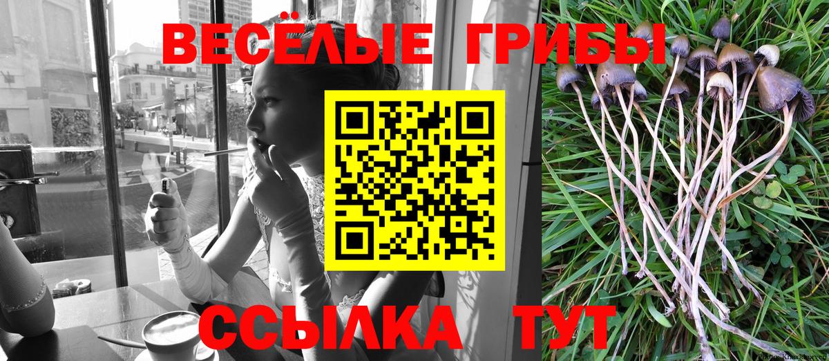 Псилоцибиновые грибы Psilocybe Черногорск